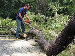 How Our Tree Care Process Works  in  Thoreau, NM