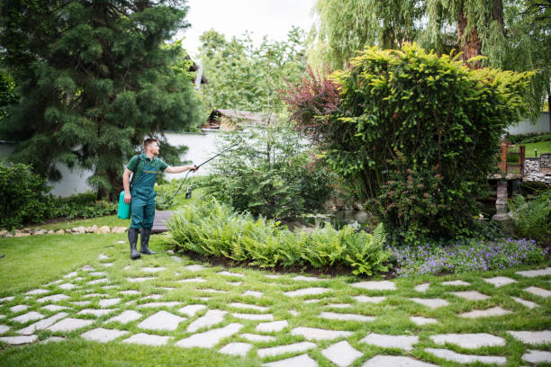 Best Lawn Renovation and Restoration  in Thoreau, NM